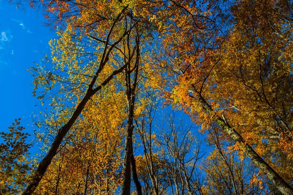 Alto Outono Árvores Vermelhas Fundo Céu Azul — Fotografia de Stock