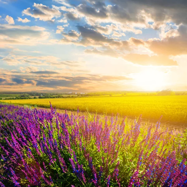 Krásné Letní Prérie Květinami Západ Slunce — Stock fotografie