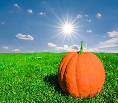 closeup olgunlaştırmak kabak yeşil çimen