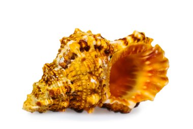 beyaz bir arka plan üzerinde izole closeup deniz kabuğu