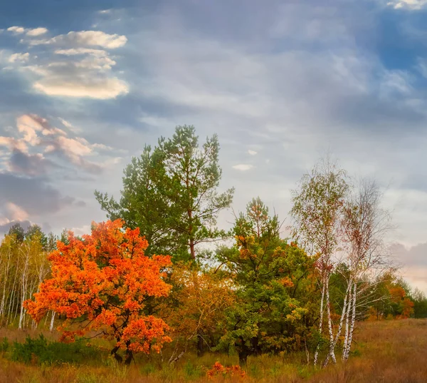 Beautiful Autumn Scene Red Oak Forest Glade — Stock Photo, Image