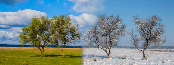 summer and winter fields with tree collage