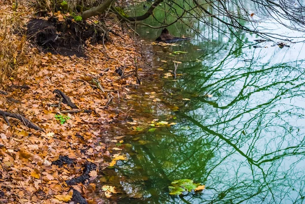 Closeup Coast Emerald Forest Lake — Stock Photo, Image