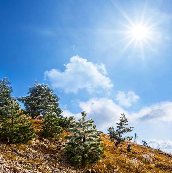 mount slope with forest under a sparkle sun