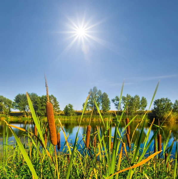 Roseau Été Buisson Près Une Rivière Sous Soleil Été Scintillant — Photo