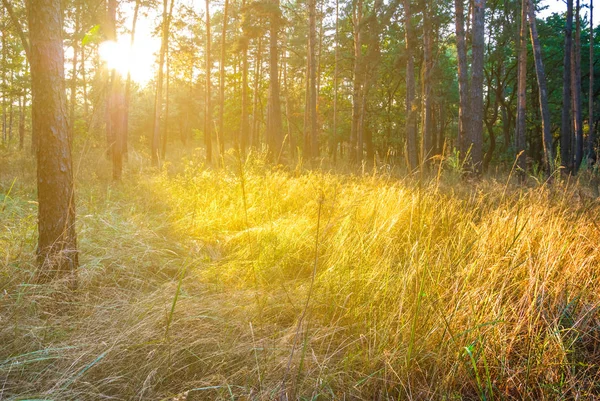 Herbstliche Waldlichtung Mit Trockenem Gras Sonnenlicht — Stockfoto