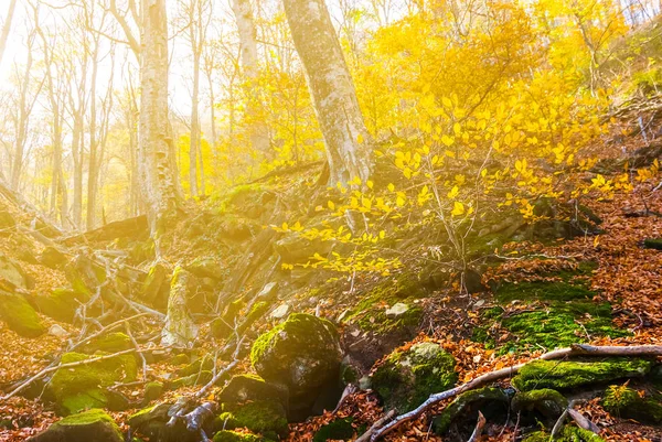 Красный Осенний Лес — стоковое фото
