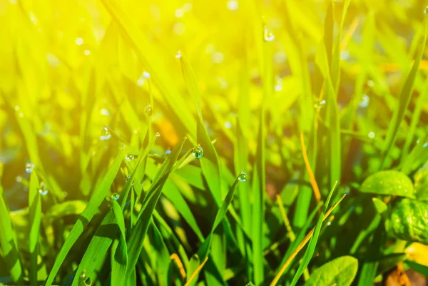 Closeup Green Grass Sprouts Water Drop Natural Background — Stock Photo, Image