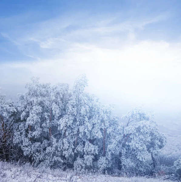 Invierno Bosque Pino Cubierto Nieve Una Niebla — Foto de Stock