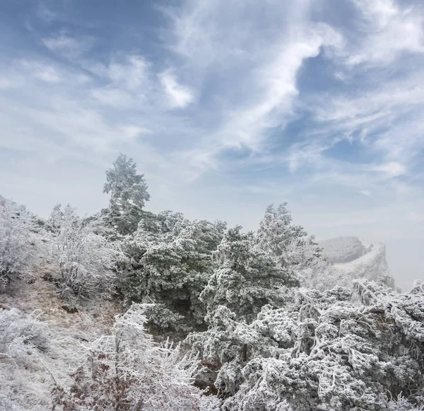 Зимовий Снігопад Сосновий Ліс Сцена — стокове фото