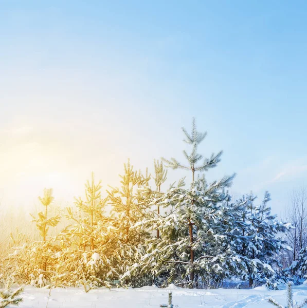 Winter Schneebedeckter Kiefernwald Sonnenlicht — Stockfoto