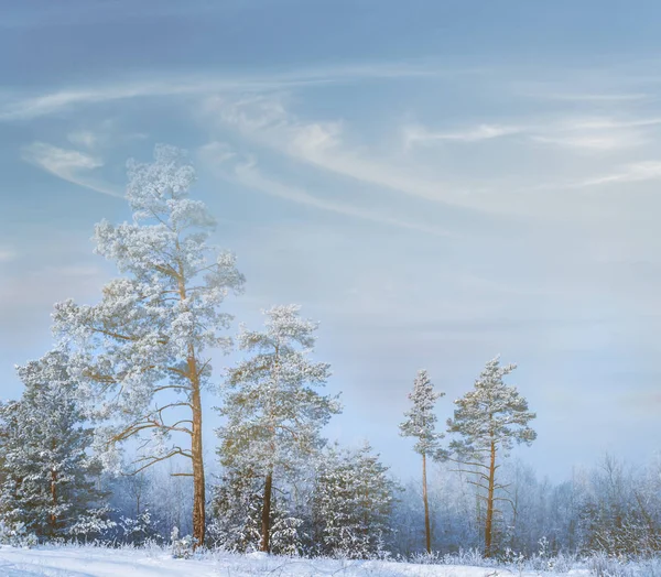 Pineta Invernale Una Neve — Foto Stock