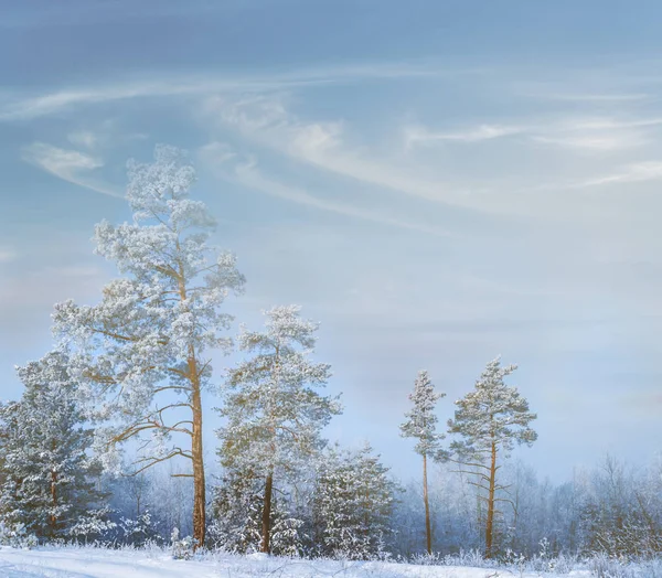 Winter Dennenbos Een Sneeuw — Stockfoto