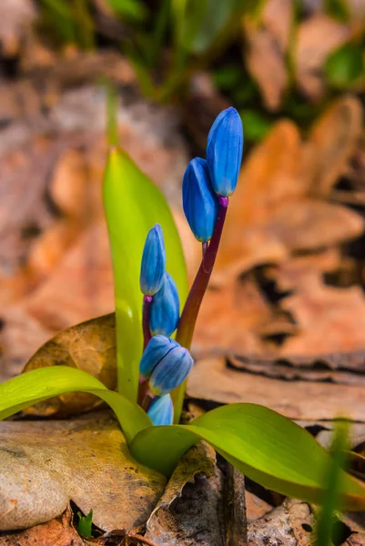 Closeup Blauwe Lentebloemen Bud Onder Een Droge Bladeren — Stockfoto