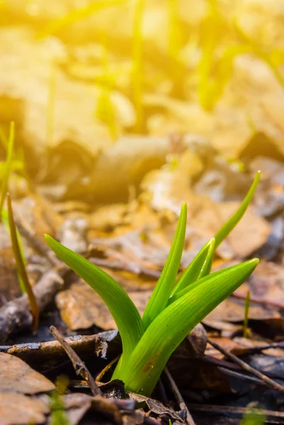 Malé Zelené Rostliny Prosadil Suchého Listí — Stock fotografie