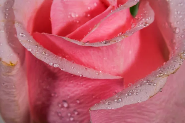 closeup red rose in a water drops