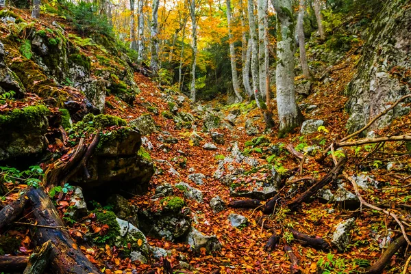 Осенний Горный Каньон Сухими Опавшими Листьями — стоковое фото