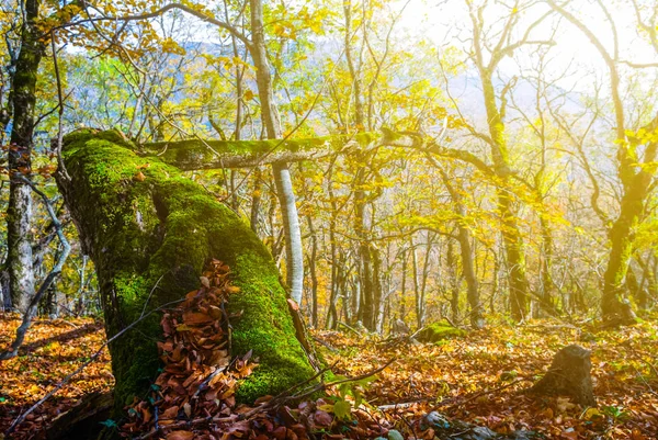 Старый Сухой Бук Осеннем Лесу — стоковое фото