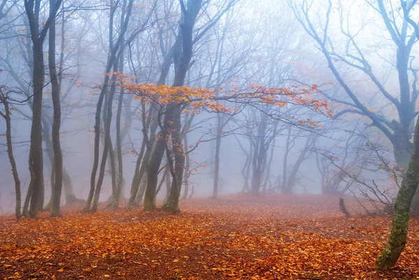 蓝色薄雾下的寂静的秋林 — 图库照片