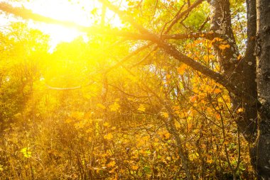 bir güneş ışığı kırmızı Kuru kayın ormanında sonbahar