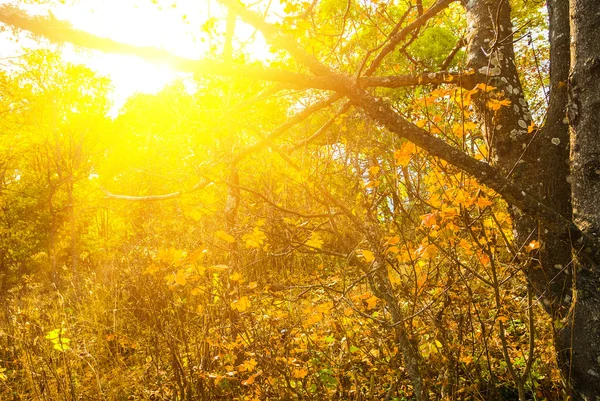 秋天红色干燥山毛榉森林在阳光下 — 图库照片