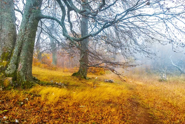 寂静的红色秋天山毛榉森林在蓝色薄雾 自然风景 — 图库照片