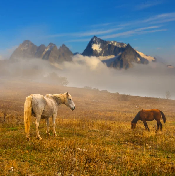 Caballo Pastando Entre Una Pradera Antes Una Montaña Nevada Brumosa — Foto de Stock