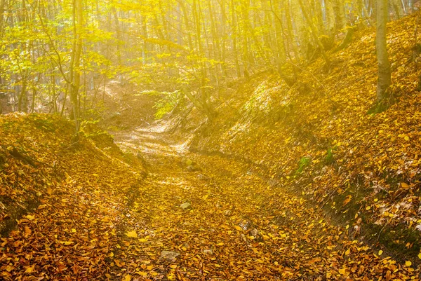 Straße Durch Ein Herbstliches Gebirge Mit Trockenen Blättern Sonnenlicht — Stockfoto