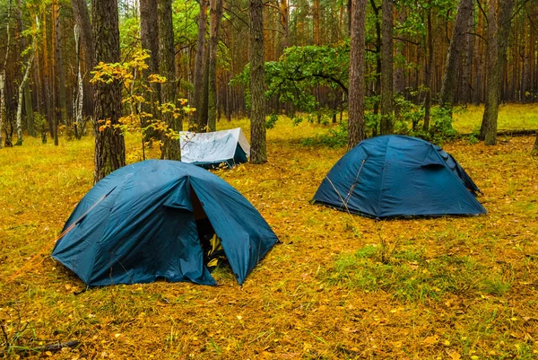 静かな秋の森観光キャンプ — ストック写真