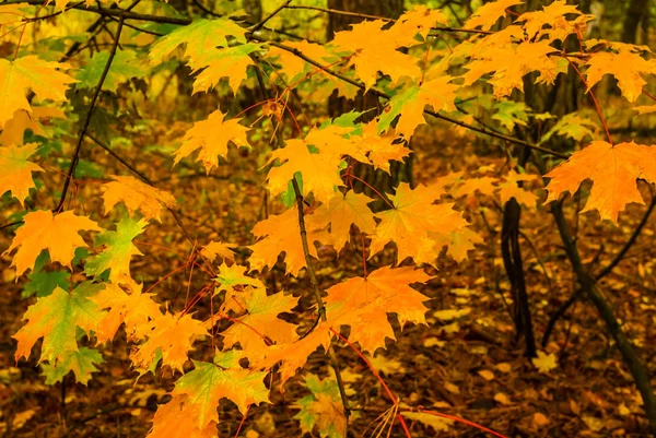 Nahaufnahme Roter Trockener Herbst Ahornbaum Zweig Einem Wald — Stockfoto