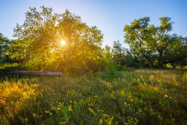 Zomer Bos Glade Bij Zonsondergang — Stockfoto