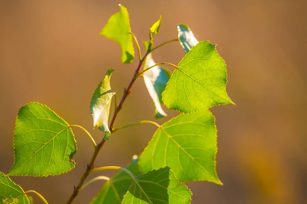 Ramo Árvore Closeup Com Folhas Verdes — Fotografia de Stock