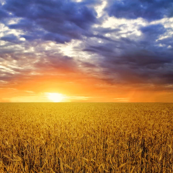 Campo Trigo Verano Atardecer Dramático — Foto de Stock