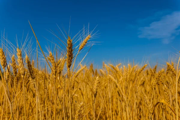 Sommer Goldenen Weizenfeld Auf Blauem Himmel Hintergrund — Stockfoto