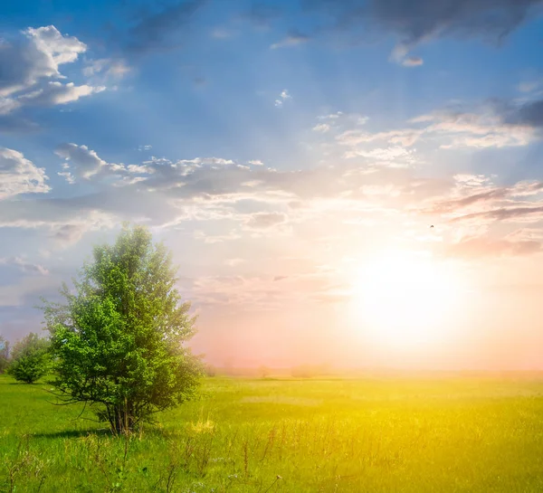 Ensamt Träd Bland Ett Grönt Fält Solnedgången — Stockfoto