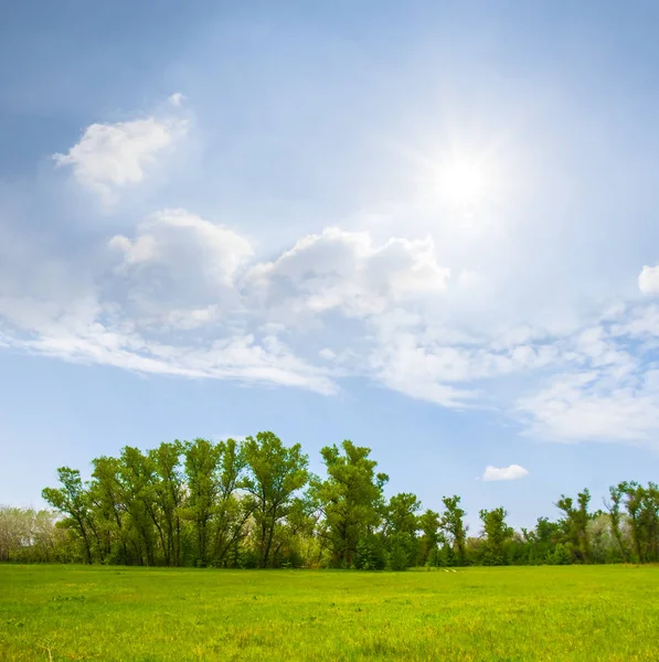 Green Rural Field Scene Sparkle Sun — Stock Photo, Image