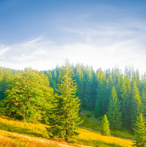 Floresta Verde Uma Encosta Monte — Fotografia de Stock