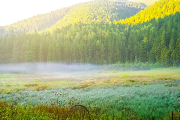 Vallée Montagne Verdoyante Dans Une Brume Tôt Matin — Photo