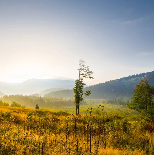 Nasses Gebirgstal Nebel Frühen Morgen — Stockfoto