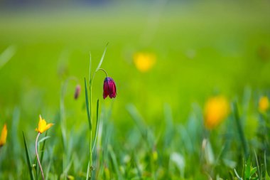 bir ot güzel vahşi kır çiçekleri
