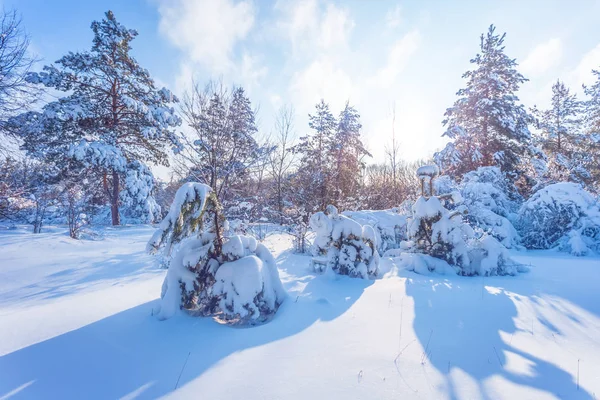 Bosque Pinos Nevados Invierno Día Soleado —  Fotos de Stock