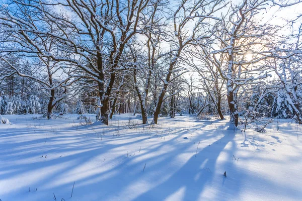 Zima Las Śniegu Słoneczny Dzień — Zdjęcie stockowe