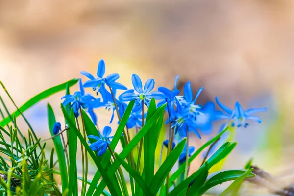 bir ormandaki mavi kardelen yığını