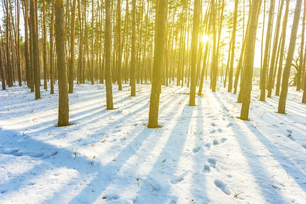 Winter Pine Forest Rays Sun — Stock Photo, Image
