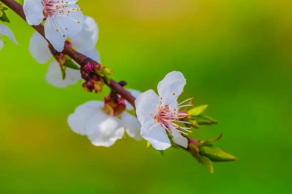 Närbild Äppelträd Gren Blomma — Stockfoto