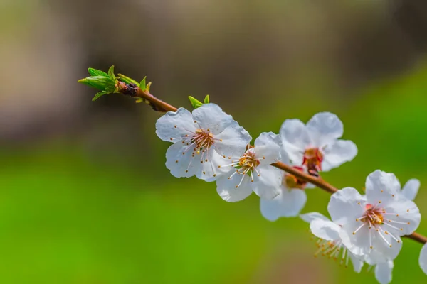 特写苹果树枝在白色绽放 — 图库照片