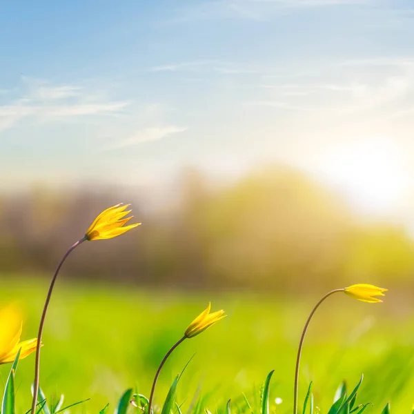 Krásné Letní Prérie Květinami Západ Slunce — Stock fotografie