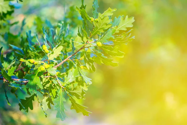 Closeup Groene Eik Een Zonlicht — Stockfoto