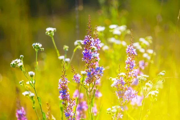 Çiçekli güzel yaz çayırları
