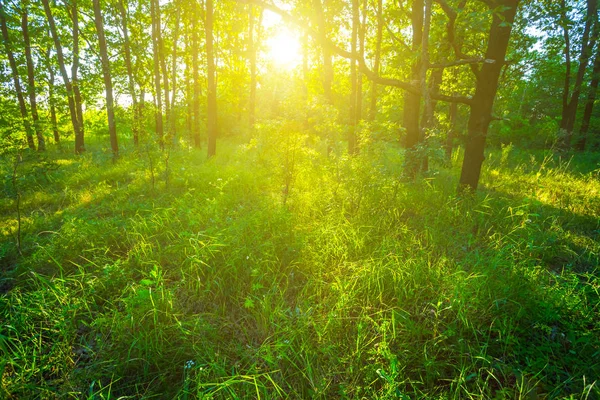 Grüner Sumerer Wald Bei Sonnenuntergang — Stockfoto